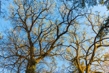 Orman ağaçları alttan görünüm