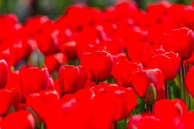 Parlak taze bahar lale çiçekleri, Avrupa'nın Keukenhof Bahçe.