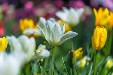 Parlak taze bahar lale çiçekleri, Avrupa'nın Keukenhof Bahçe.