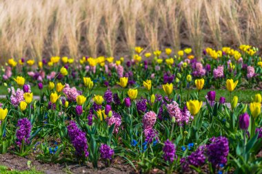 Parlak taze bahar lale çiçekleri, Avrupa'nın Keukenhof Bahçe.