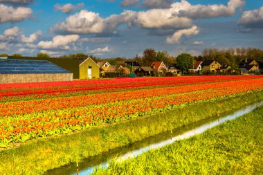 Lale çiçek alan çiftlik çiftlik manzara içinde büyüyen 
