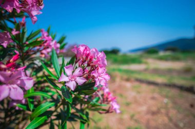 Bulanık doğal arka plan üzerinde Ihale pembe çiçekler