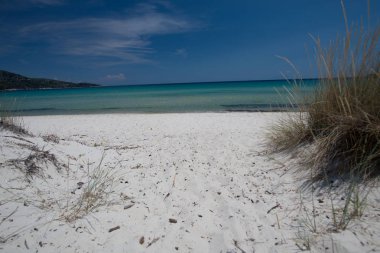 Arka plan üzerinde ot ve bitkiler ile deniz kum plaj