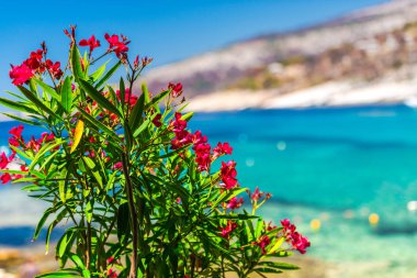 Bulanık deniz arka planile parlak çiçekler