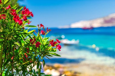 Bulanık deniz arka planile parlak çiçekler