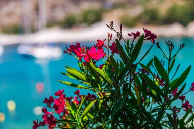Bulanık deniz arka planile parlak çiçekler