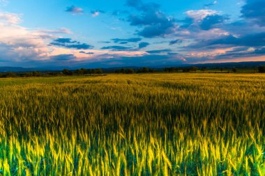 bulutlu gün batımı gökyüzü ve buğday kulakları çayır çimen ile 