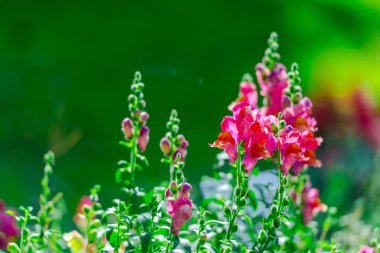 Bulanık doğal arka plana sahip çiçekler