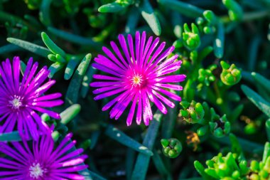 Bulanık doğal arka plana sahip çiçekler
