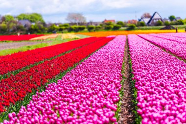 Lale çiçek alan çiftlik çiftlik manzara içinde büyüyen 
