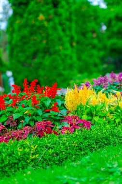 Bulanık doğal arka plana sahip çiçekler