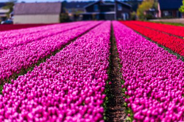 taze büyüyen Lale çiçek alan çayırda