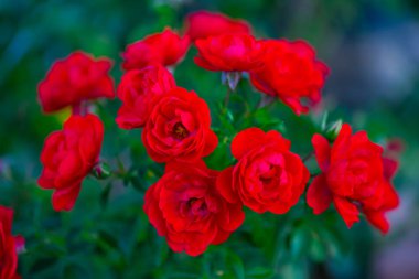 Bulanık doğal arka plandaki çiçeklerin ayrıntılı görünümü