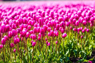 taze büyüyen Lale çiçek alan çayırda