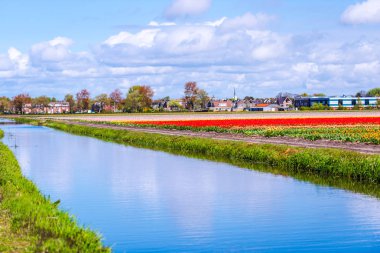 Lale çiçek alan çayır nehir suyu, içinde büyüyen 