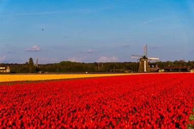 Lale çiçek alan çayır çiftlik çiftlik ve Rüzgar değirmeni, içinde büyüyen kırmızı
