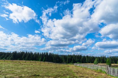 Orman, doğal peyzaj ile alan.