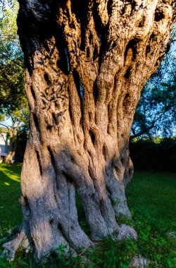 Eski zeytin ağacı bahçede, Yunanistan.