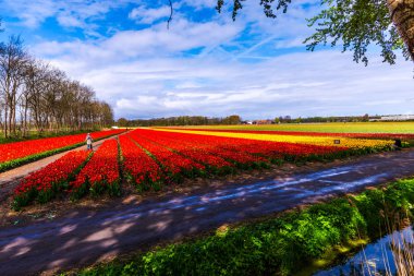 Kırsal parlak lale çiçek bahçesi, Hollanda.