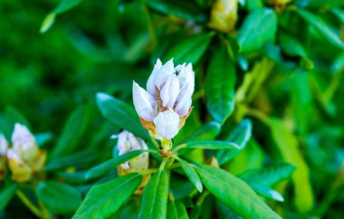Bulanık doğal arka plandaki çiçeklerin ayrıntılı görünümü
