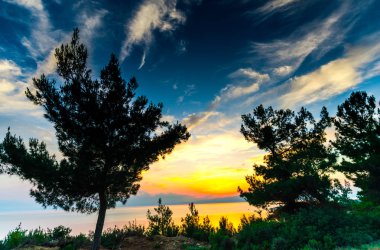 deniz ve bitkiler üzerinde günbatımı gökyüzü 