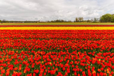 taze bahar lale çiçekleri, Keukenhof Bahçe Avrupa'nın büyüyen