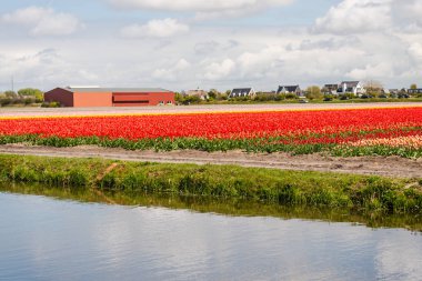 Lale çiçek alan çayır nehir suyu, içinde büyüyen 