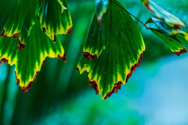 Φύλλα Θολό Φυσικό Φόντο — Φωτογραφία Αρχείου