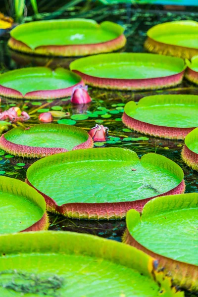 Hojas Lotuses Agua Del Río —  Fotos de Stock