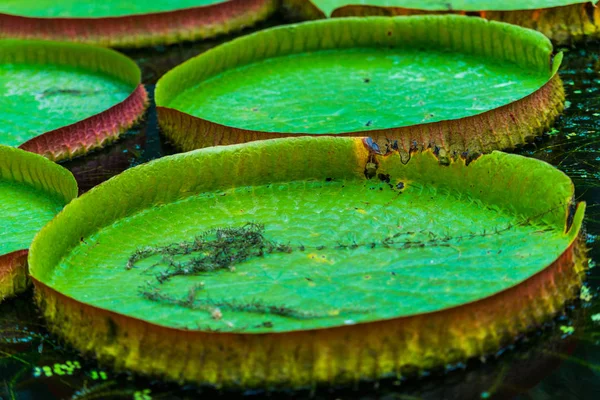 Folhas Lótus Água Rio — Fotografia de Stock