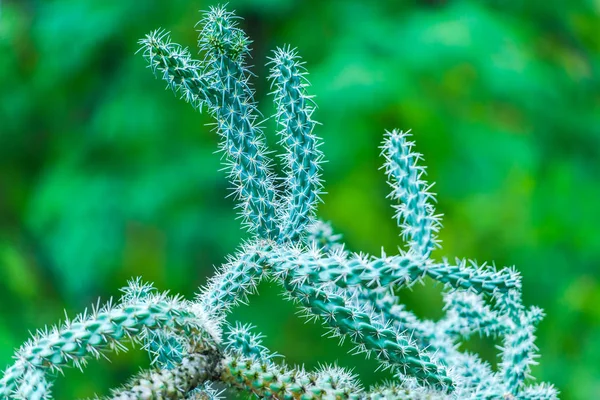 Suculentas Verdes Frescas Con Agujas Afiladas Fondo Natural —  Fotos de Stock