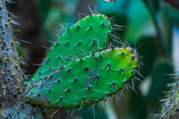 Suculentas Verdes Frescas Con Agujas Afiladas Fondo Natural —  Fotos de Stock