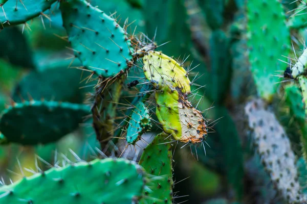 Suculentas Verdes Frescas Con Agujas Afiladas Fondo Natural —  Fotos de Stock