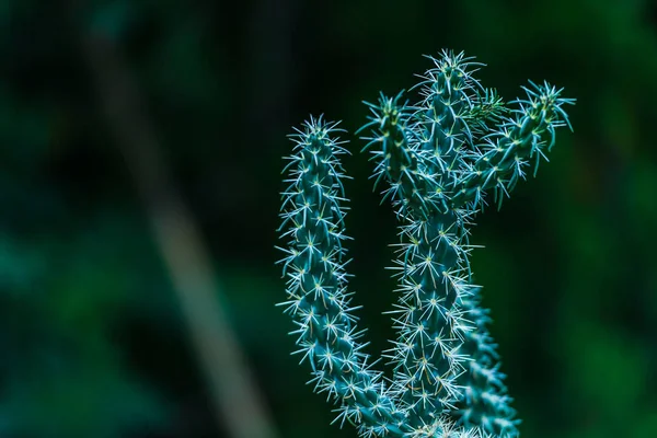 Suculentas Verdes Frescas Com Agulhas Afiadas Fundo Natural — Fotografia de Stock