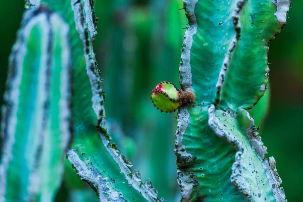 Succulents Verts Frais Avec Des Aiguilles Pointues Fond Naturel — Photo