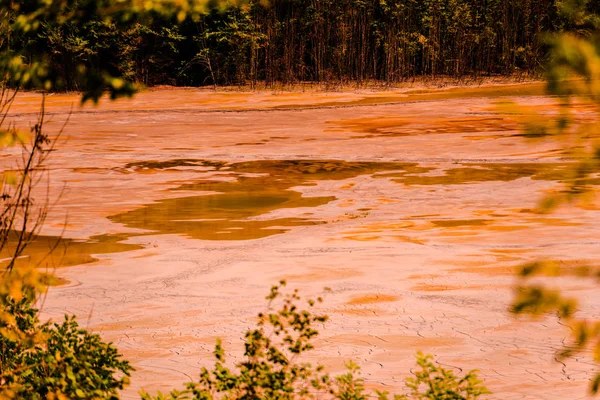 Plantas Agua Contaminada Tóxica Del Lago — Foto de Stock