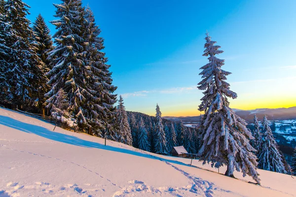 Abetos Nevados Temporada Invierno Cielo Montaña Puesta Sol — Foto de Stock