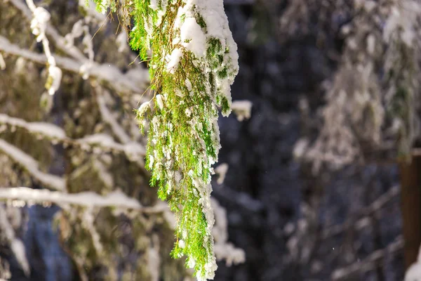 Ramas Árboles Cubiertas Nieve Invierno — Foto de Stock