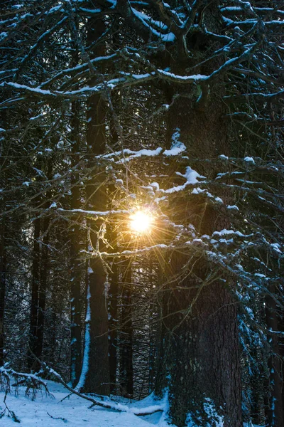 Kış Ormanının Detayları Doğal Arka Plan — Stok fotoğraf