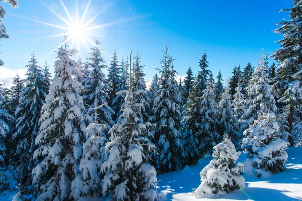 Abetos Cubiertos Nieve Temporada Invierno Cielo Azul Con Sol — Foto de Stock