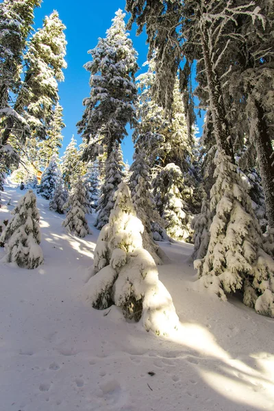 Bosque Invierno Cubierto Nieve Con Pinos — Foto de Stock