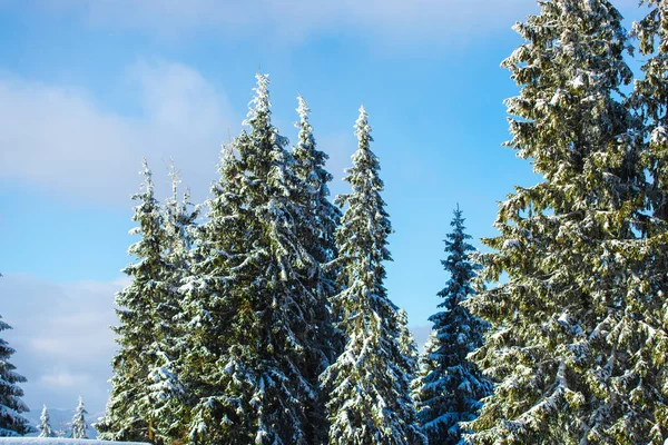 Invierno Árboles Coníferas Cubiertos Nieve — Foto de Stock