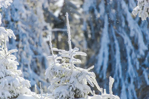 White Winter Season Snow Covered Coniferous Trees — Stock Photo, Image