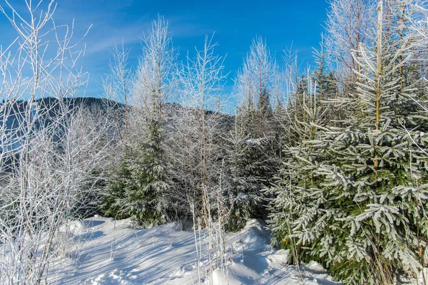 Stromy Karpatských Horách Zimní Sezóně — Stock fotografie