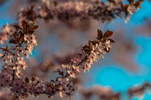 Blossoming Cherry Flowers Tree Branches — Stock Photo, Image