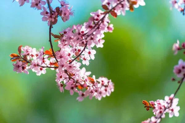 Blossoming Cherry Flowers Tree Branches — Stock Photo, Image