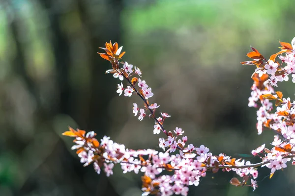 Blossoming Cherry Flowers Tree Branches — Stock Photo, Image