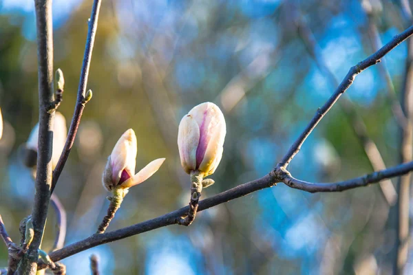 Çiçek Açan Manolya Ağacının Yakın Görüntüsü — Stok fotoğraf
