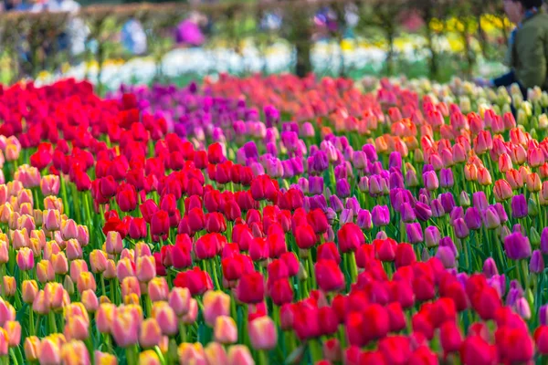 Flores Tulipas Frescas Brilhantes Primavera Jardim Keukenhof Europa — Fotografia de Stock