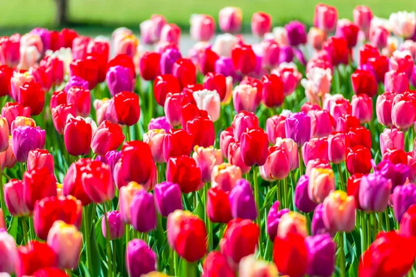 Fiori Tulipani Freschi Lucenti Primavera Keukenhof Garden Europe — Foto Stock